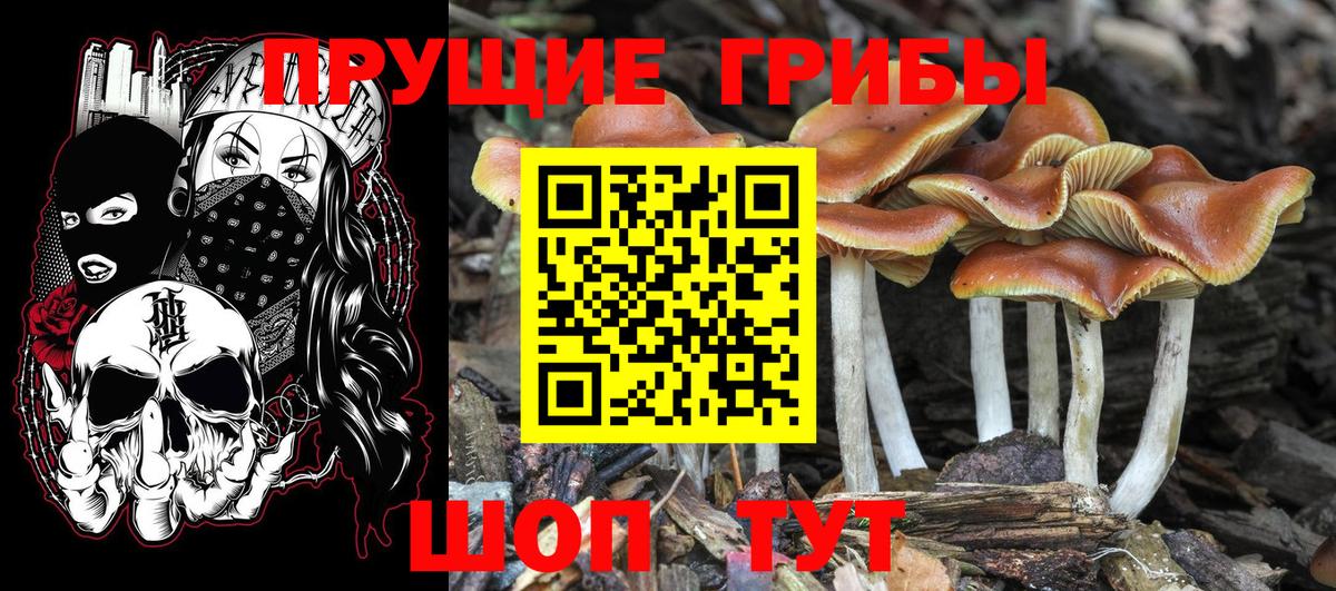 Псилоцибиновые грибы Psilocybe Барабинск